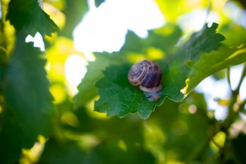 Защитите свой виноградный сад от зимы: 6 простых шагов 18