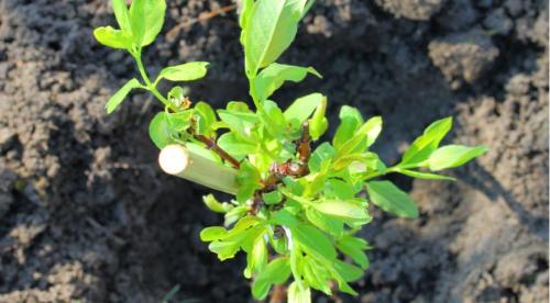 Как сажать жимолость осенью. Жимолость —, что это за «фрукт»? 08