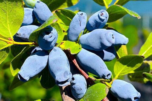 Посадка жимолости с закрытой корневой системой. Жимолость: посадка кустов в открытом грунте и уход за ними