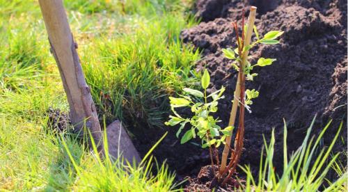 Как сажать жимолость осенью. Жимолость —, что это за «фрукт»? 13