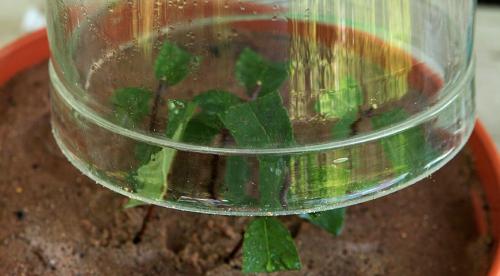 Как сажать жимолость осенью. Жимолость —, что это за «фрукт»? 11