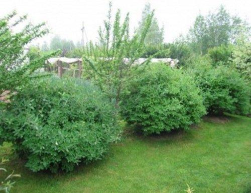 Чем удобрять жимолость при посадке. Что такое жимолость и её особенности