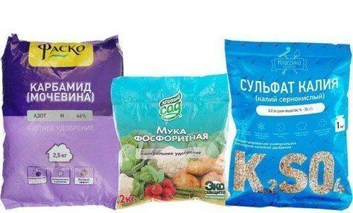 Куриный помет для жимолости. Весенняя подкормка жимолости для быстрого урожая