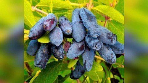 Куриный помет для жимолости. Весенняя подкормка жимолости для быстрого урожая