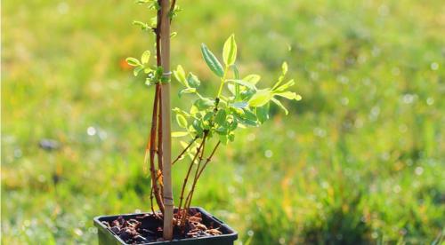 Как сажать жимолость осенью. Жимолость —, что это за «фрукт»? 12