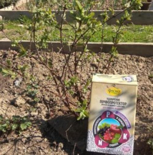 Подкормка жимолости золой. Как правильно ухаживать за жимолостью весной — подкормка и обрезка