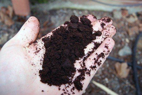 Куриный помет для жимолости. Весенняя подкормка жимолости для быстрого урожая