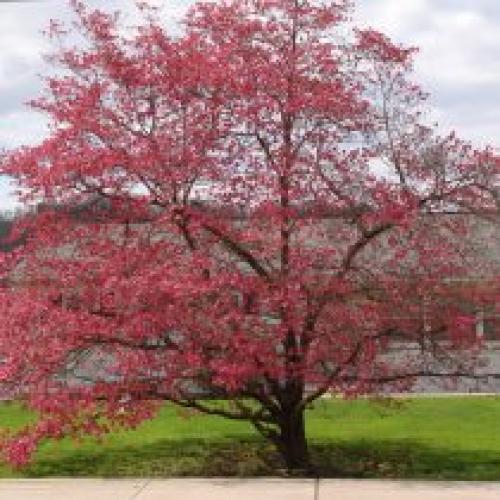 Какие деревья сажают весной. Какие деревья предпочтительней сажать весной?
