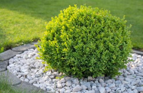 Какие деревья сажают весной. Какие деревья предпочтительней сажать весной?