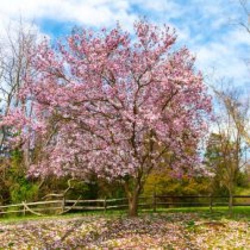 Какие деревья сажают весной. Какие деревья предпочтительней сажать весной?