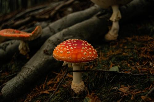 Какие признаки помогают отличить съедобные белые грибы от ядовитых. Осторожно, ядовитые грибы!