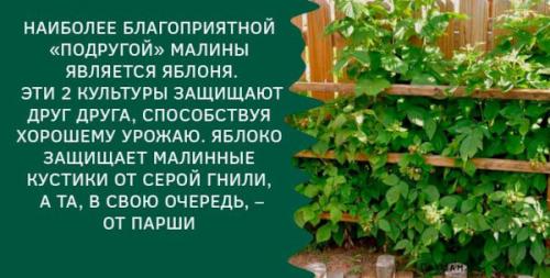 Что нужно для создания грядки для малины своими руками. Подготовка малинника к посадке кустов