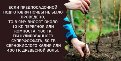 Что нужно для создания грядки для малины своими руками. Подготовка малинника к посадке кустов