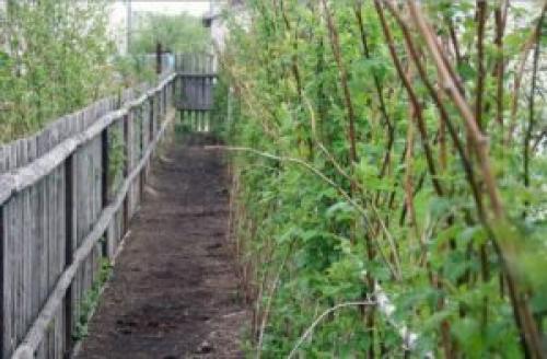 Какие инструменты необходимы для создания грядки для малины своими руками. Сезонные работы