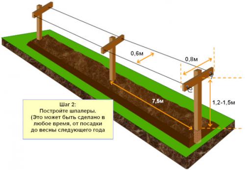 Что нужно для создания грядки для малины своими руками. Подготовка малинника к посадке кустов