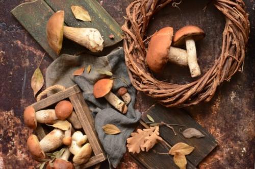 Какие советы можно дать тем кто собирает белые грибы. Сбор и транспортировка