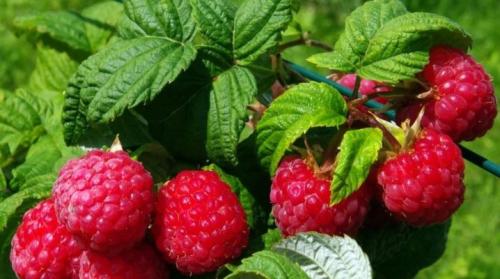 Как правильно высадить малину в грядку, сделанную своими руками. Правила и технология посадки малины