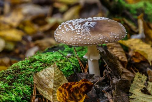 Какие признаки помогают отличить съедобные белые грибы от ядовитых. Осторожно, ядовитые грибы!