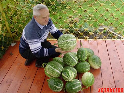 Тыква многолетняя. Фицефалия – многолетняя тыква с гор