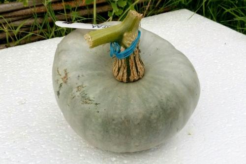 Тыква, каким цветом. Сорта твердокорой тыквы 23