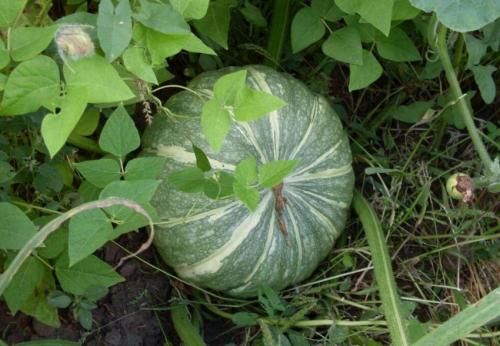 Тыква, каким цветом. Сорта твердокорой тыквы 28