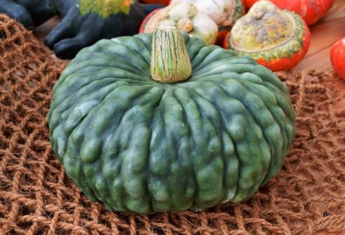 Тыква, каким цветом. Сорта твердокорой тыквы 29