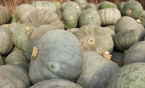 Тыква, каким цветом. Сорта твердокорой тыквы 26