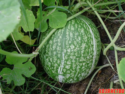 Тыква многолетняя. Фицефалия – многолетняя тыква с гор