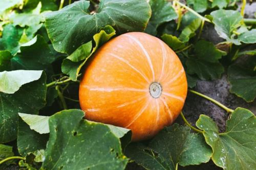 Тыква, каким цветом. Сорта твердокорой тыквы 22