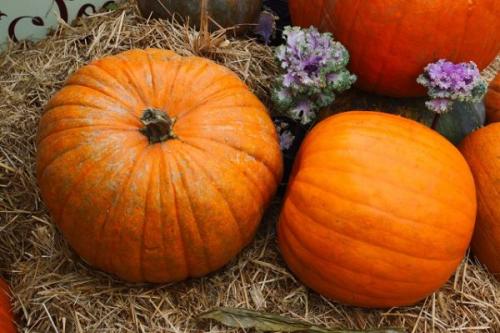 Тыква откуда родом. Как и где люди начали выращивать тыкву. Обзор.