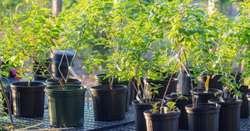 Какие кустарники можно посадить весной. Особенности весенней посадки