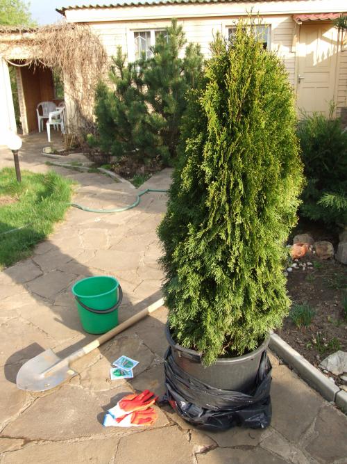 Как правильно посадить кустарники осенью. Осенняя посадка: внимание на декоративные деревья и кустарники