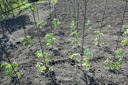 Какие растения можно выращивать вместе с свеклой, чтобы они выдерживали заморозки. Совместные посадки: соседи для свеклы на грядке