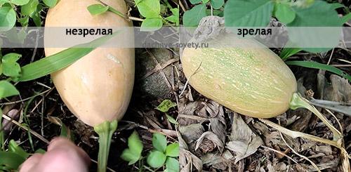 Как определить, что тыква стала достаточно твердой. Признаки спелости тыквы