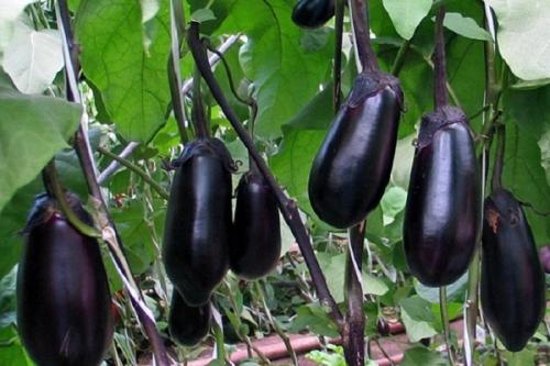 Какие растения можно выращивать вместе с свеклой, чтобы они выдерживали заморозки. Совместные посадки: соседи для свеклы на грядке