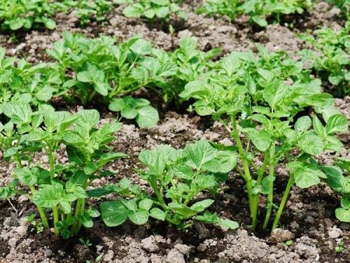 Какие растения можно выращивать вместе с свеклой, чтобы они выдерживали заморозки. Совместные посадки: соседи для свеклы на грядке