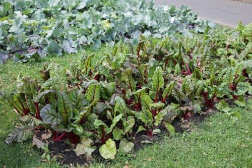 Какие растения можно выращивать вместе с свеклой, чтобы они выдерживали заморозки. Совместные посадки: соседи для свеклы на грядке