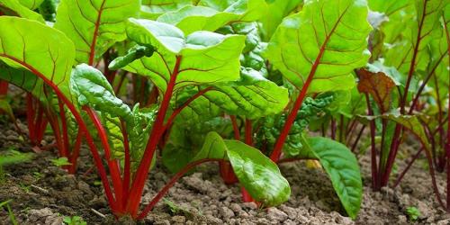 Какие растения можно выращивать вместе с свеклой, чтобы они выдерживали заморозки. Совместные посадки: соседи для свеклы на грядке