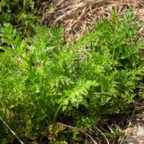 Как можно защитить свеклу от заморозков. Как защитить растения от мороза