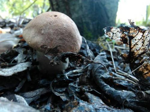 Какие условия необходимо создать для быстрого роста грибов после дождя. Необходим ли дождь для роста грибов