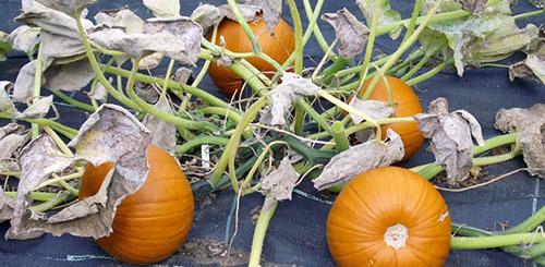 Как определить, что тыква стала достаточно твердой. Признаки спелости тыквы