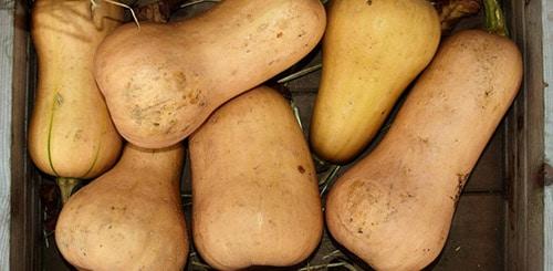 Как определить, что тыква стала достаточно твердой. Признаки спелости тыквы