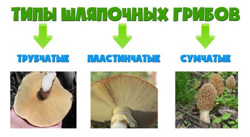 Откройте для себя гриб сверху коричневый снизу желтая губка: свойства, применение и уход 01