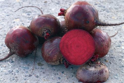 Какие типы свеклы более устойчивы к заморозкам. Обзор лучших скороспелых сортов свёклы