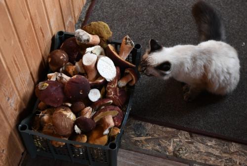 Грибы после дождя: как они быстро растут и развиваются 06