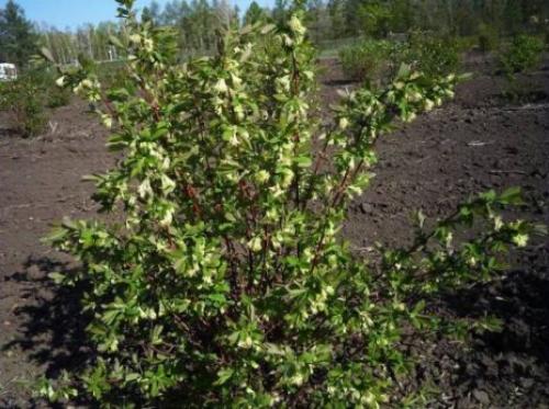 Весенний уход за жимолостью. Как ухаживать за жимолостью весной