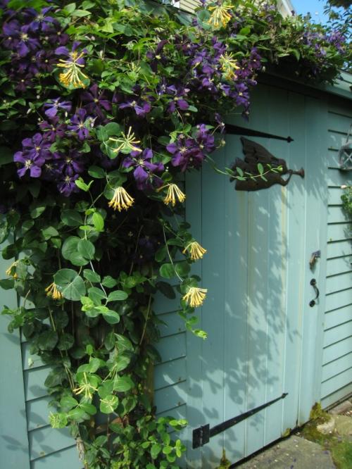 Жимолость растения. Жимолость (51 фото): виды и сорта, полезные свойства, правила посадки и ухода