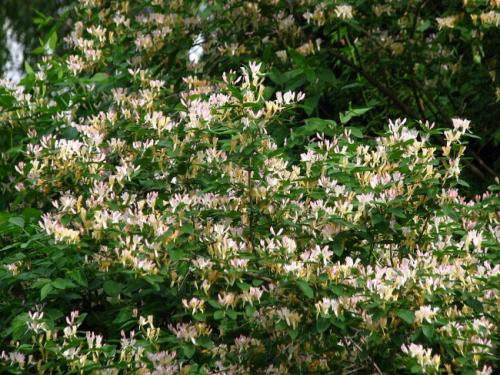 Жимолость растения. Жимолость (51 фото): виды и сорта, полезные свойства, правила посадки и ухода