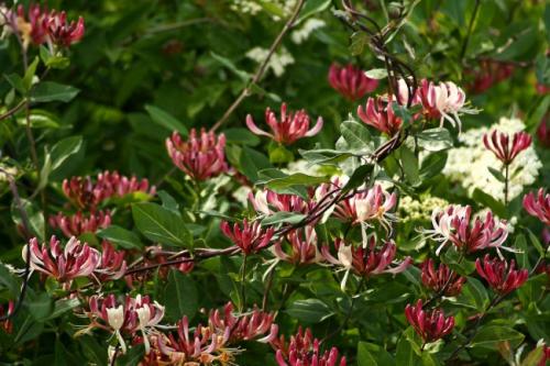 Жимолость растения. Жимолость (51 фото): виды и сорта, полезные свойства, правила посадки и ухода