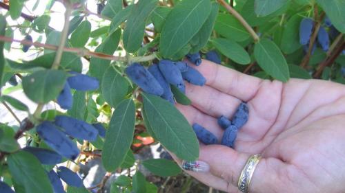 Весенний уход за жимолостью. Как ухаживать за жимолостью весной